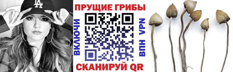 как найти наркотики  mega ССЫЛКА  дарк нет формула  Домодедово  Псилоцибиновые грибы Magic Shrooms 
